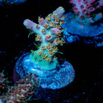 Buzz Lightyear Acropora - riptide aquaculture llc