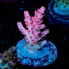 Night furry Acropora - riptide aquaculture llc