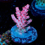 Night furry Acropora - riptide aquaculture llc