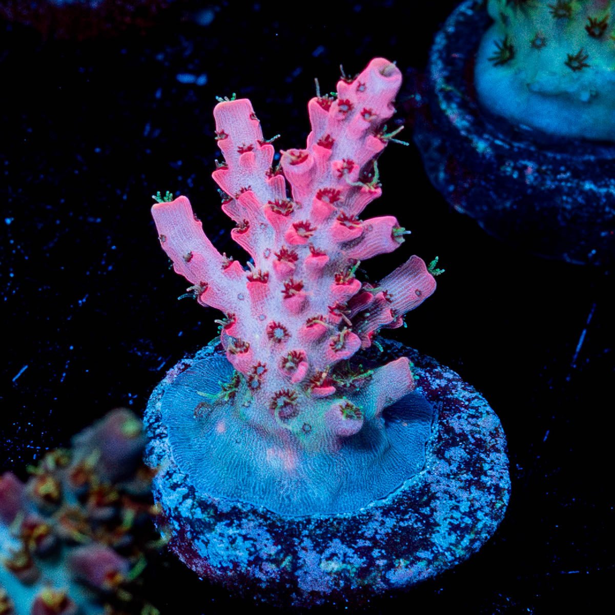 Night furry Acropora - riptide aquaculture llc