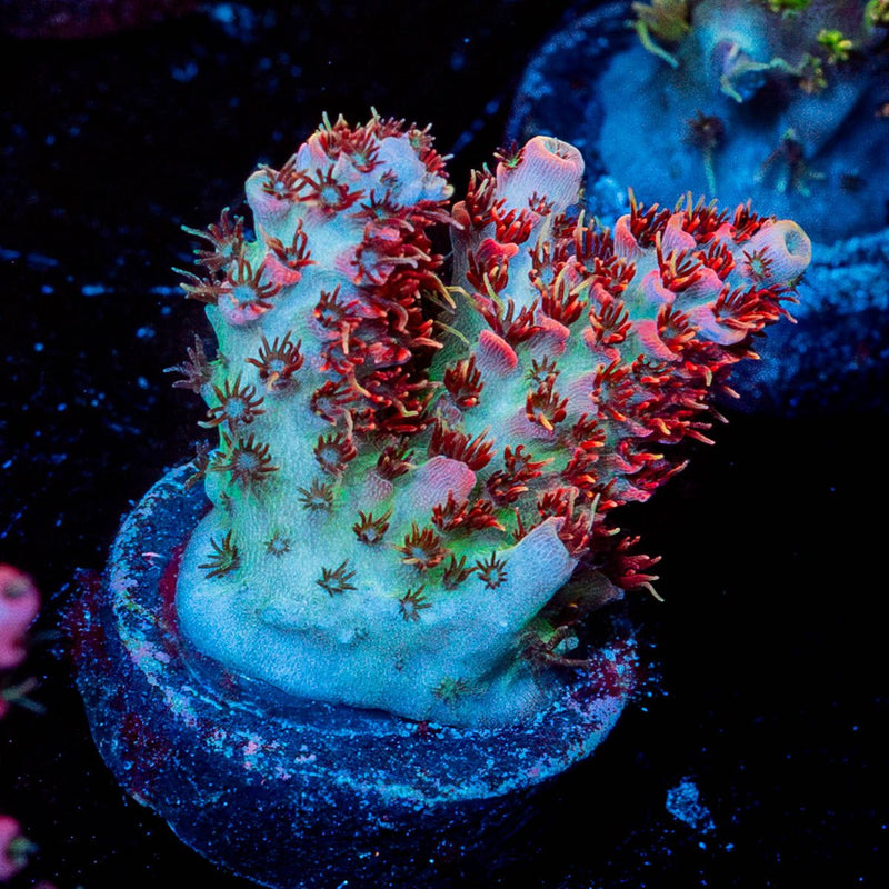 Princess Peach Acropora