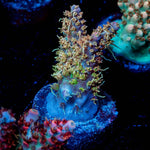 Purple Haze Acropora - riptide aquaculture llc