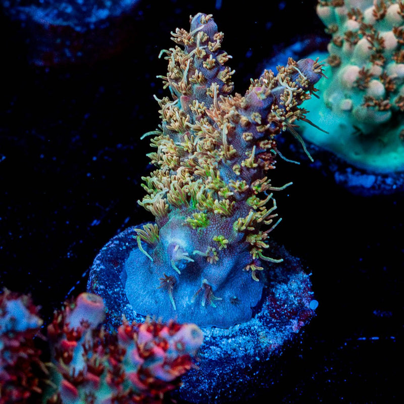 Purple Haze Acropora