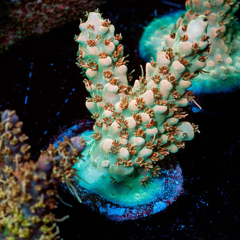Temporal Distortion Acropora