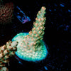 Temporal Distortion Acropora - riptide aquaculture llc
