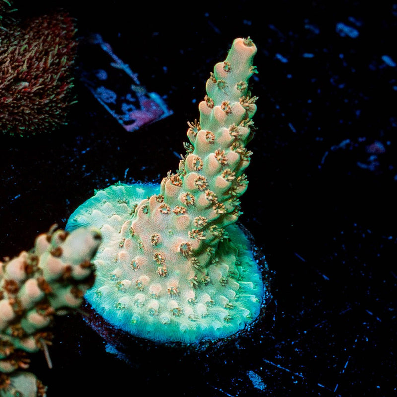 Temporal Distortion Acropora