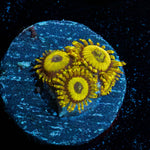 LA Lakers Zoanthid - riptide aquaculture llc