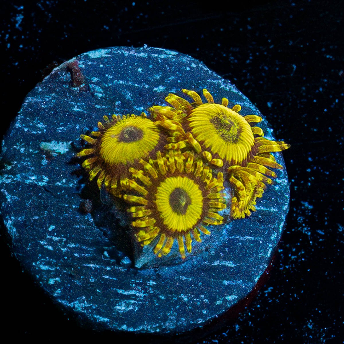 LA Lakers Zoanthid - riptide aquaculture llc