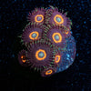 Jamba Juice Zoanthid - riptide aquaculture llc