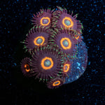 Jamba Juice Zoanthid - riptide aquaculture llc