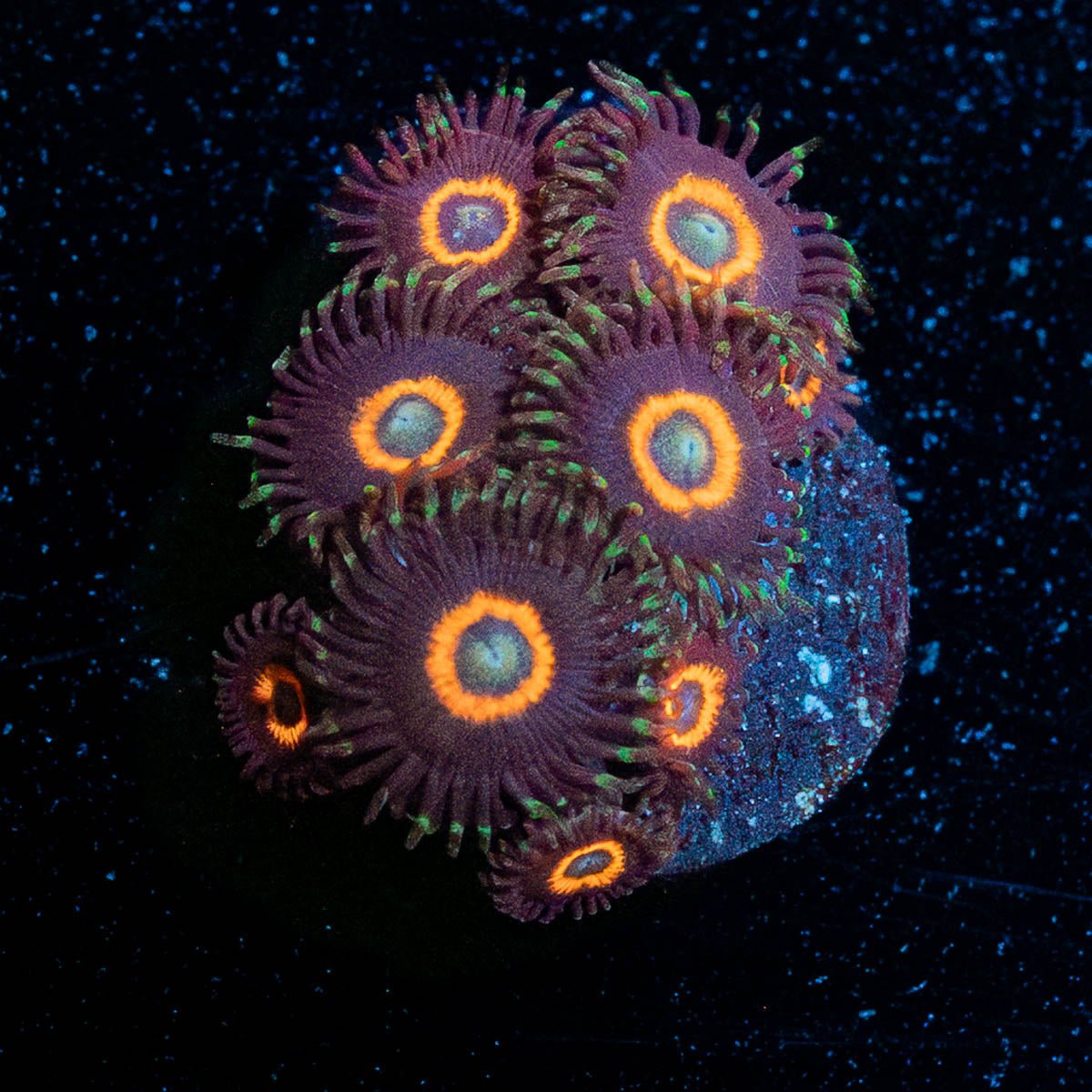 Jamba Juice Zoanthid - riptide aquaculture llc