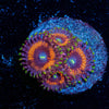 Cotton Candy Zoanthid - riptide aquaculture llc
