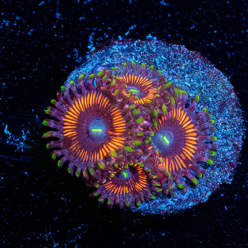 Cotton Candy Zoanthid