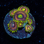 Kamikaze Zoanthid - riptide aquaculture llc