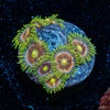 Laser Lemons Zoanthid - riptide aquaculture llc