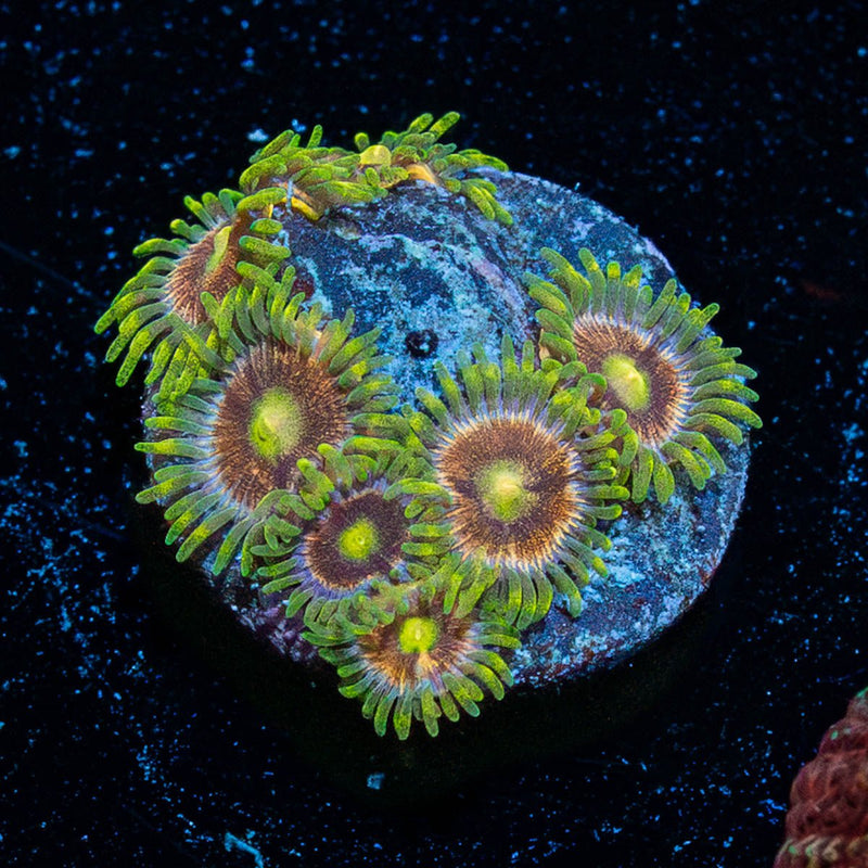 Laser Lemons Zoanthid