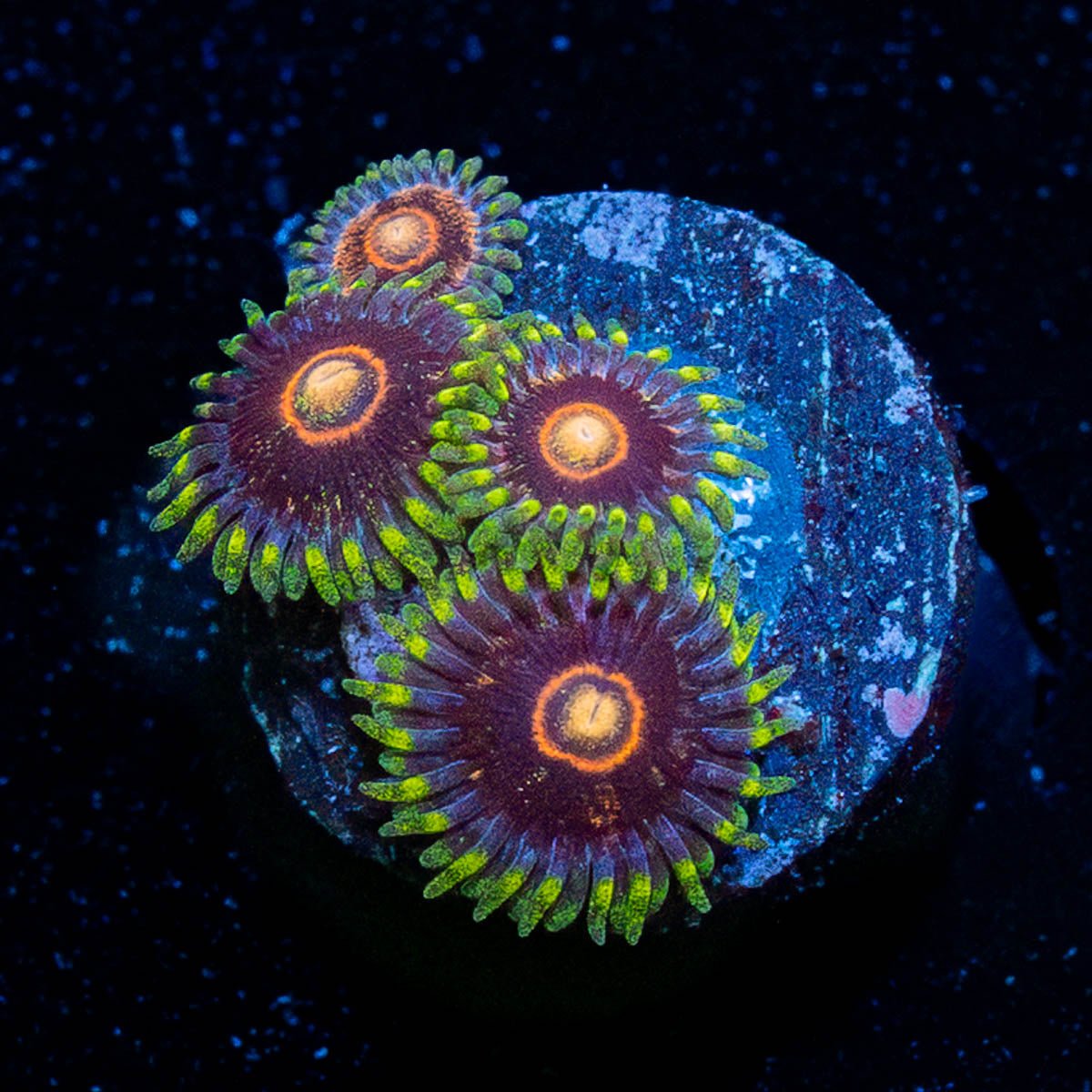 Jawbreaker Hornets Zoanthid - riptide aquaculture llc