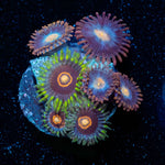 Jawbreaker Hornets Zoanthid - riptide aquaculture llc