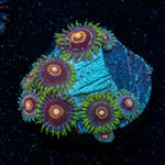 Jawbreaker Hornets Zoanthid - riptide aquaculture llc