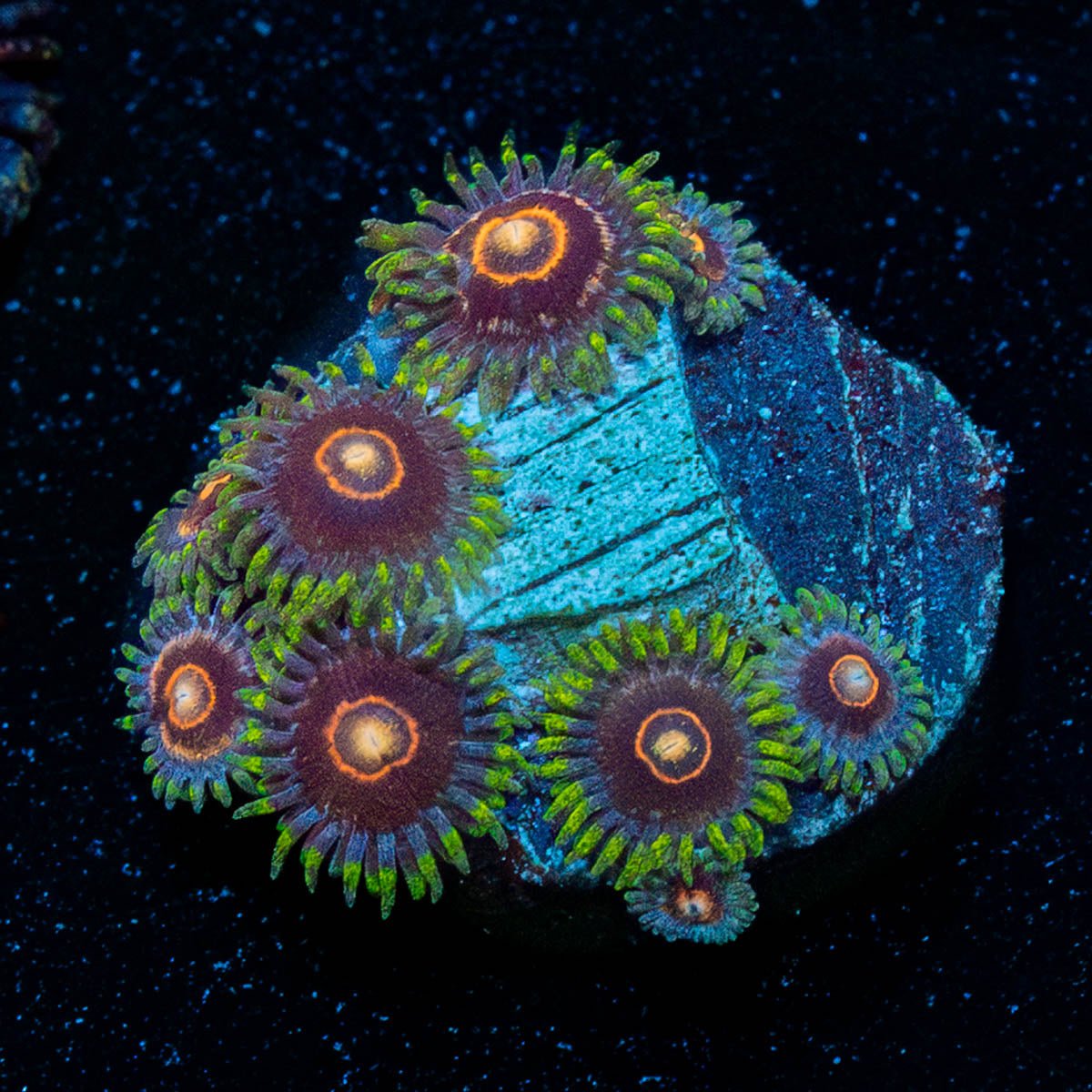 Jawbreaker Hornets Zoanthid - riptide aquaculture llc