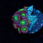 Laser Beams Zoanthid - riptide aquaculture llc
