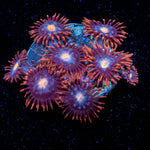 Stitches Zoanthid - riptide aquaculture llc