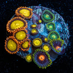 Zoanthid Combo Plug - riptide aquaculture llc