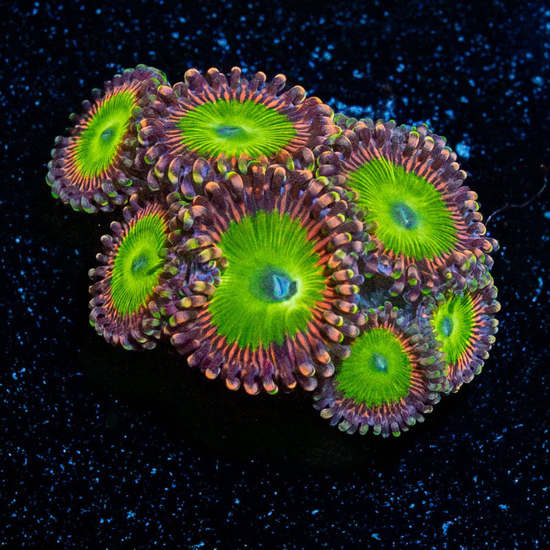 Rainbow Trolls Zoanthid