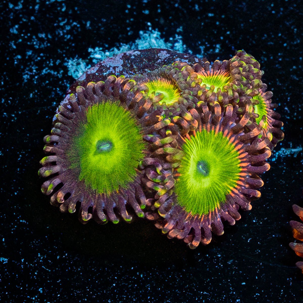 Rainbow Trolls Zoanthid - riptide aquaculture llc