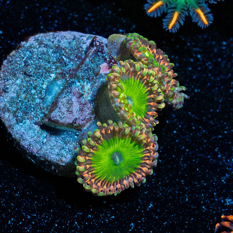 Candy Apple Greens Zoanthid