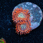 Brimstone Zoanthid - riptide aquaculture llc