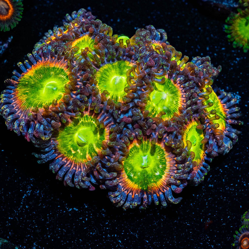 Funny d Zoanthid
