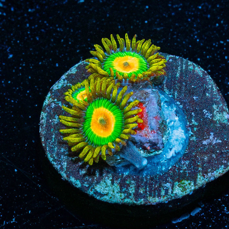 Rastas Zoanthid