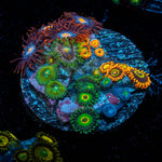 Zoanthid Multi Plug - riptide aquaculture llc
