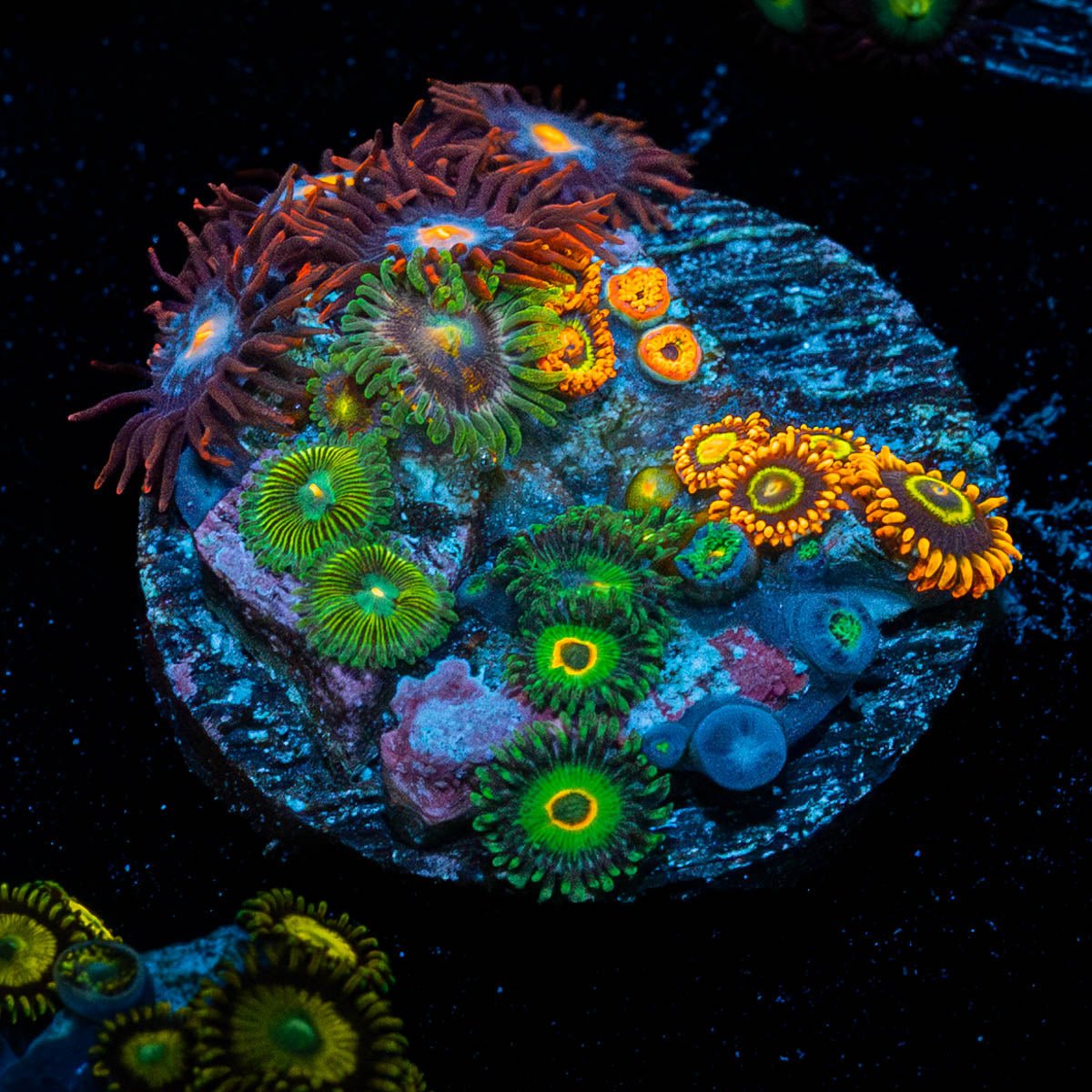 Zoanthid Multi Plug - riptide aquaculture llc