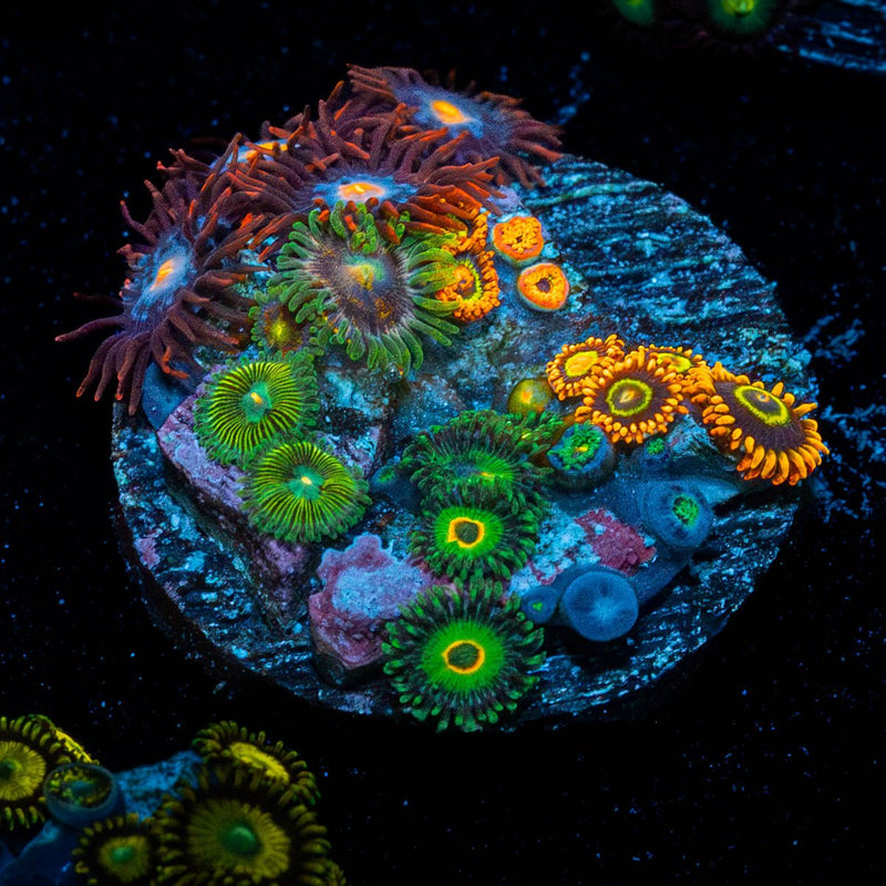 Zoanthid Multi Plug