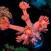 Red Goniopora - riptide aquaculture llc