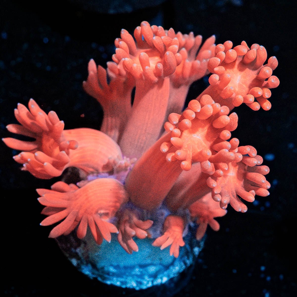 Red Goniopora - riptide aquaculture llc