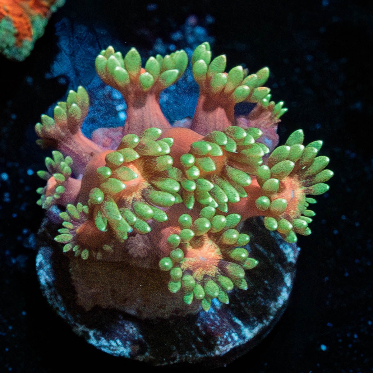 Ironman Goniopora - riptide aquaculture llc