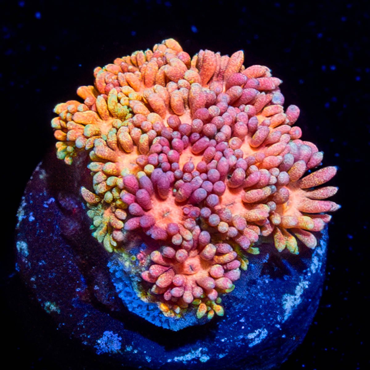 Encore Goniopora - riptide aquaculture llc