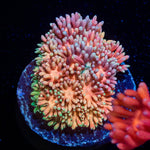 Encore Goniopora - riptide aquaculture llc