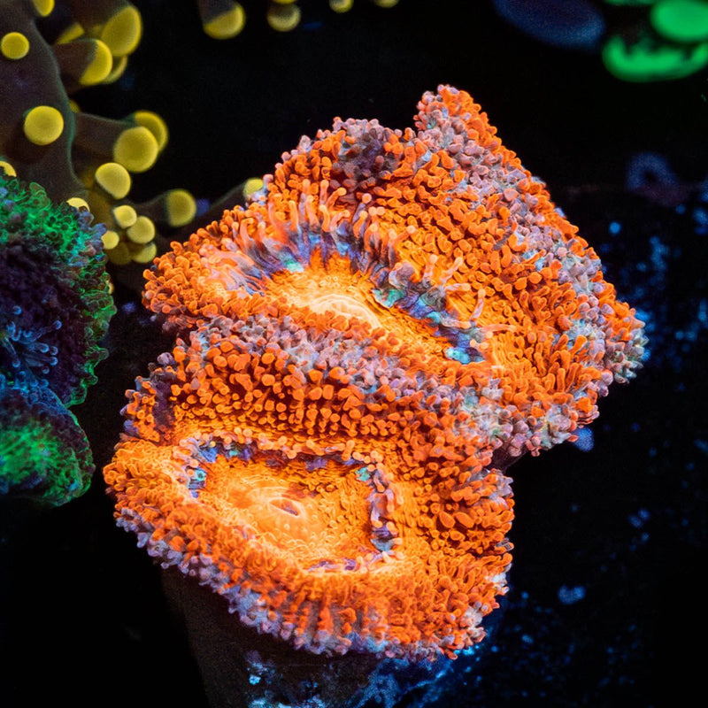 Acan Micromussa