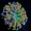 Crown Royal Hammer - riptide aquaculture llc