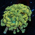 Branching gold Hammer - riptide aquaculture llc