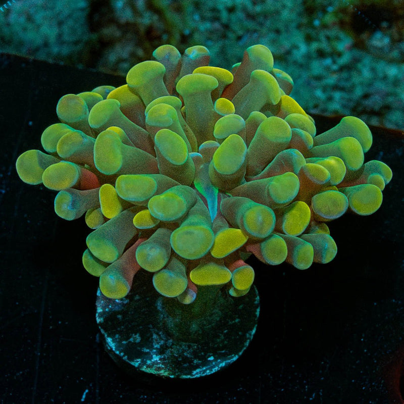 Branching gold Hammer