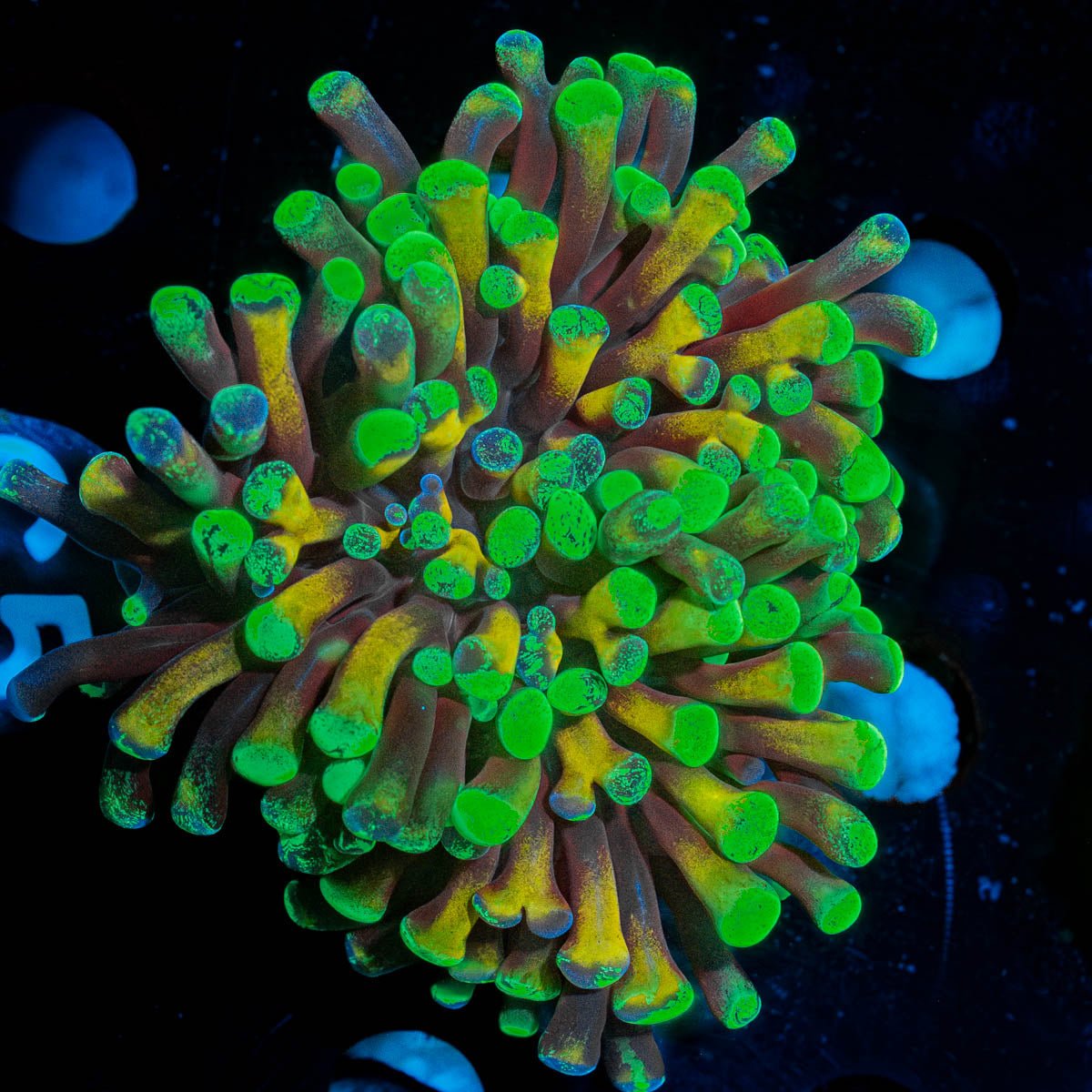 Sick and Twisted Hammer - riptide aquaculture llc