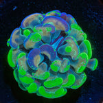 Ultra Splatter Hammer - riptide aquaculture llc