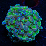 Mega Rush Rhiodactious Mushroom - riptide aquaculture llc