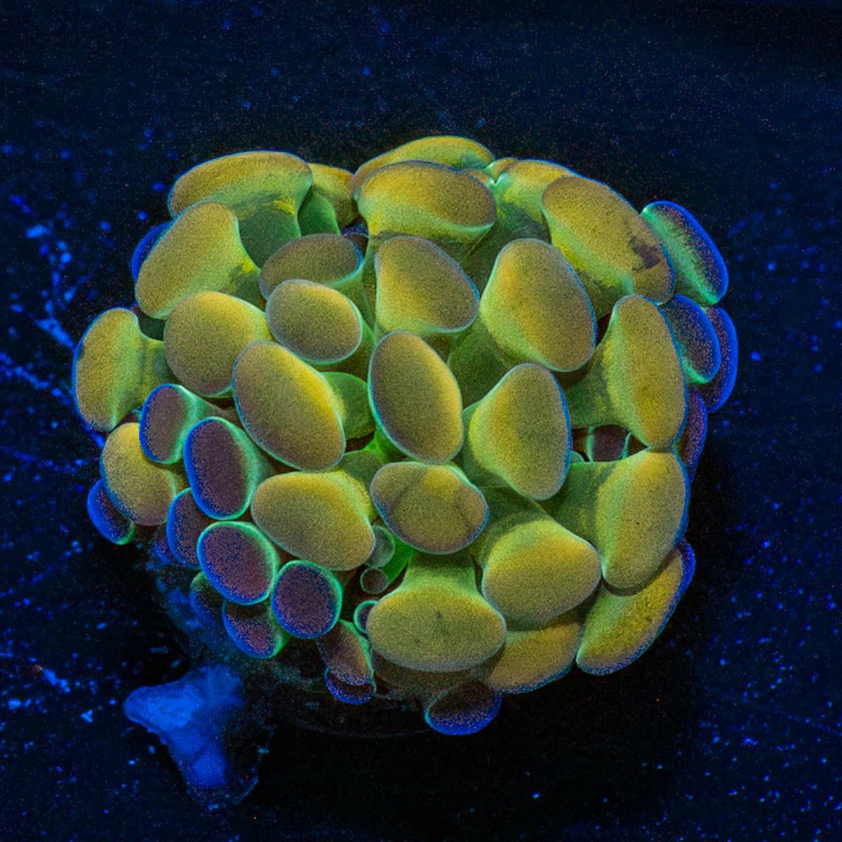 Hologram Hammer - riptide aquaculture llc