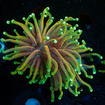 21 Tails Torch - riptide aquaculture llc